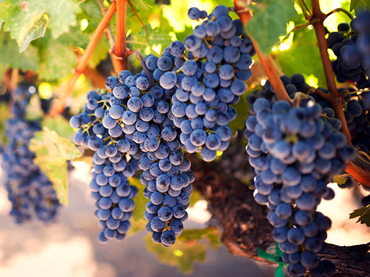 Syrah