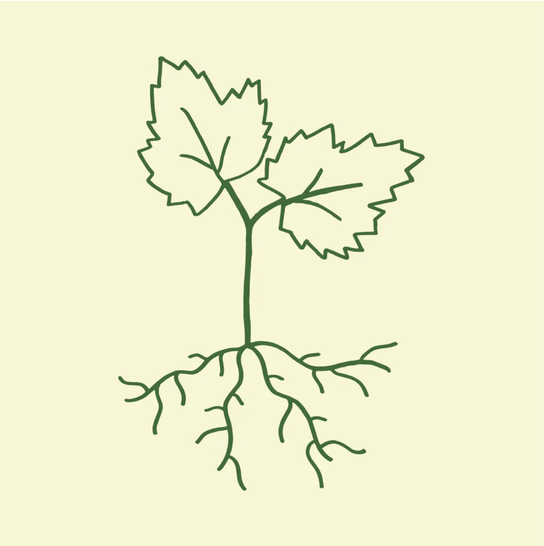Jacquère