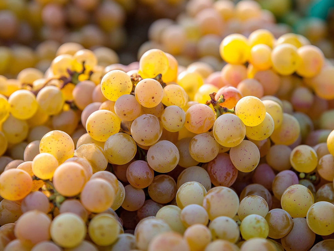 Fiano