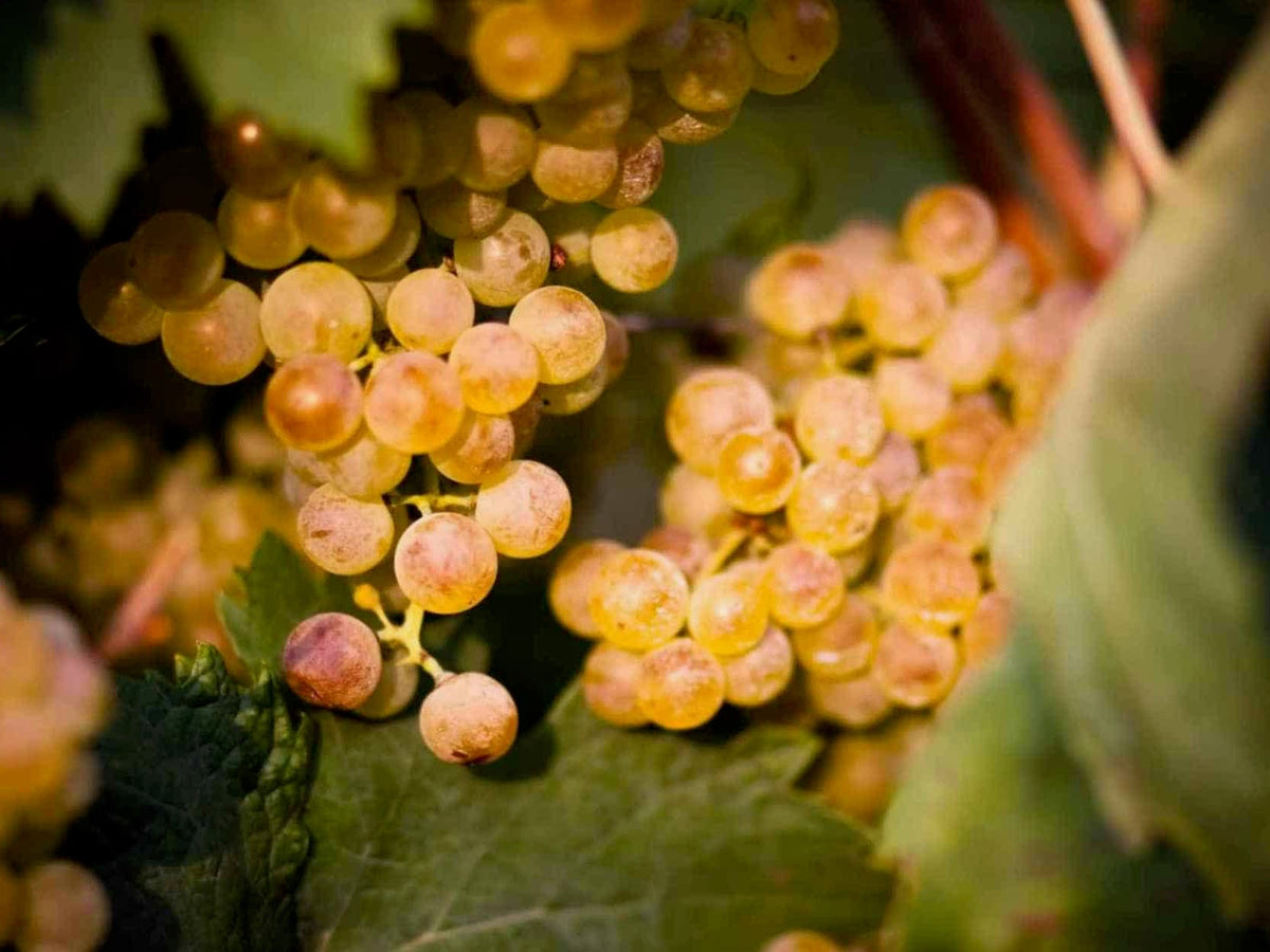Garganega