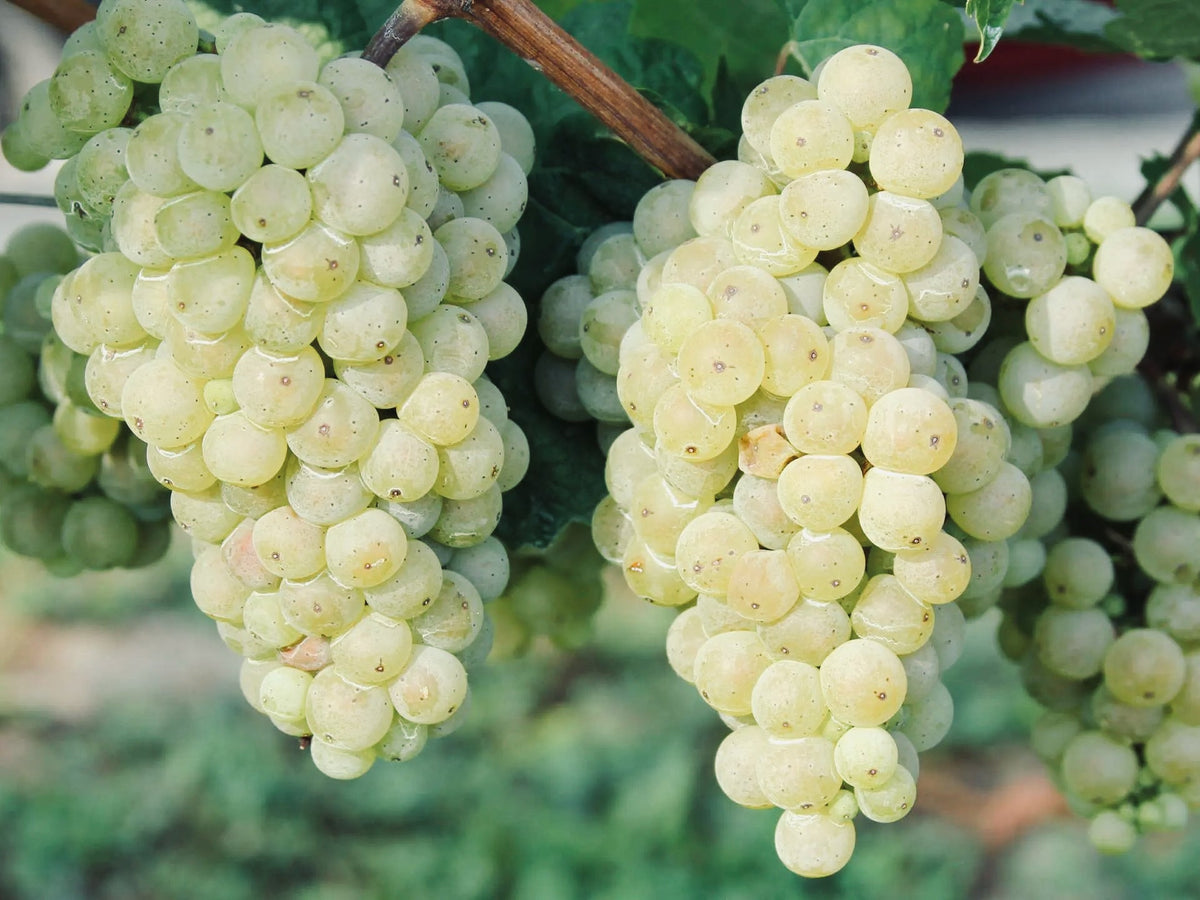 Grüner Veltliner
