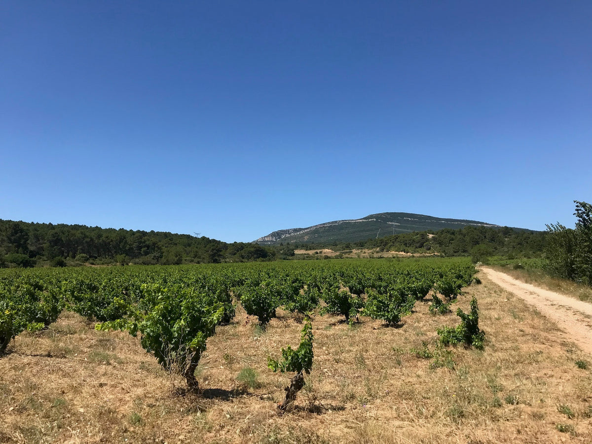VINTRO · Languedoc · Baronne 