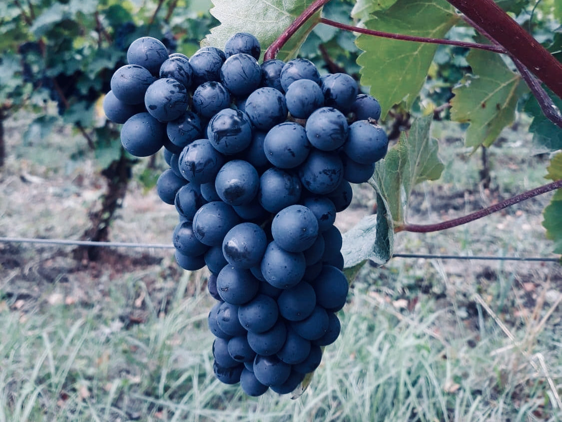 Pineau d'Aunis