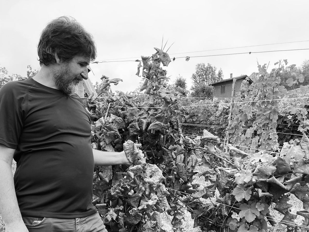 Azienda Agricola Ribote