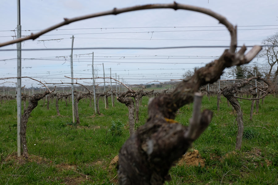 Domaine Jean Daugé