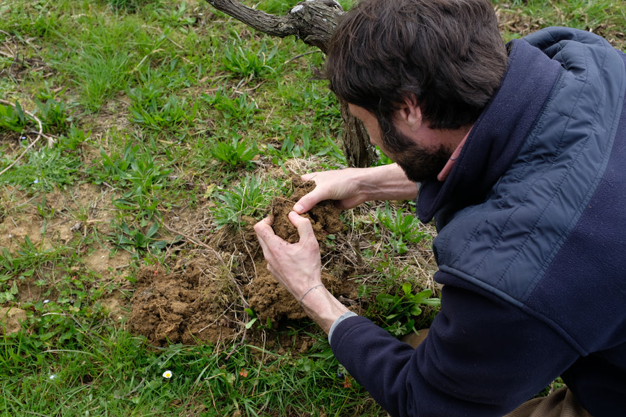 Domaine Jean Daugé