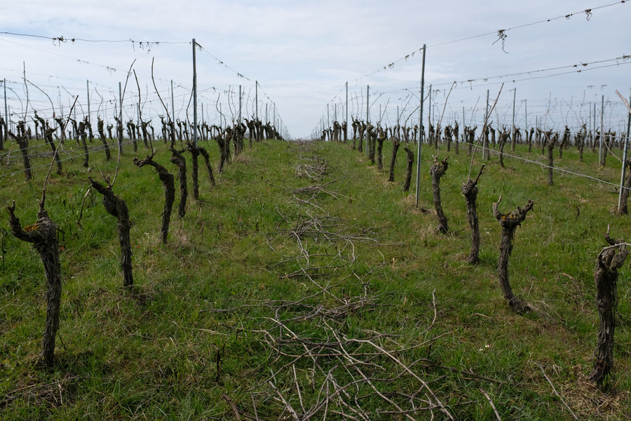 Domaine Jean Daugé