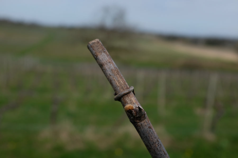 Domaine Jean Daugé