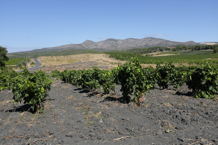 Domaine Danjou Banessy