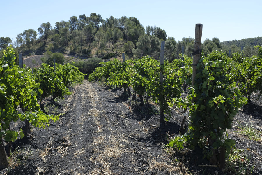 Domaine Danjou Banessy
