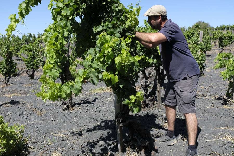 Domaine Danjou Banessy