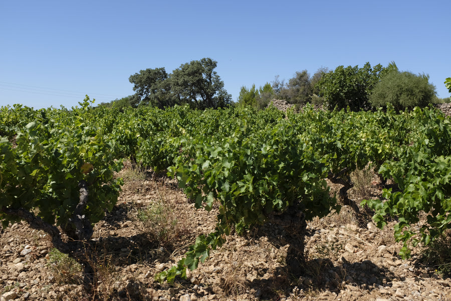 Domaine Danjou Banessy