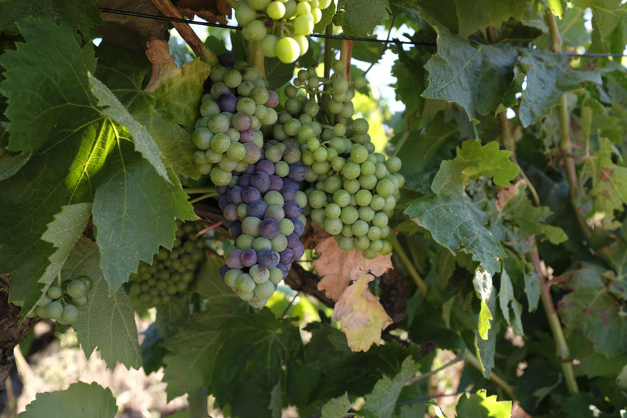 Domaine de Bebian