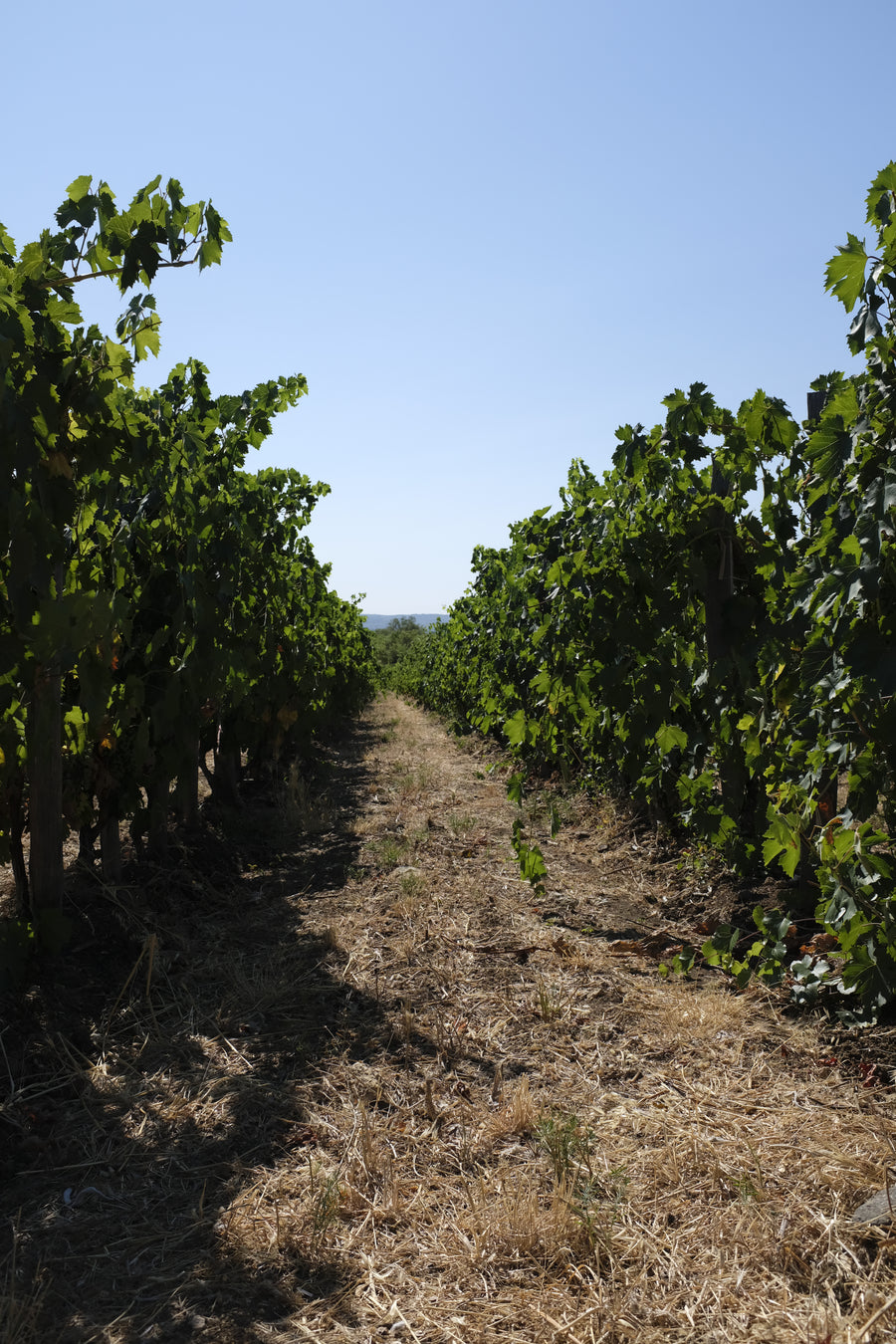Domaine de Bebian