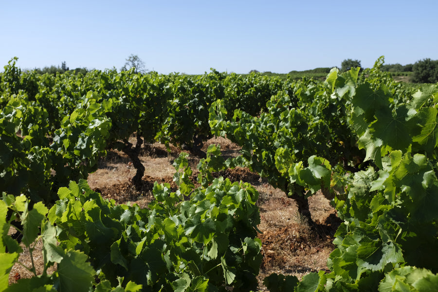 Domaine de Bebian