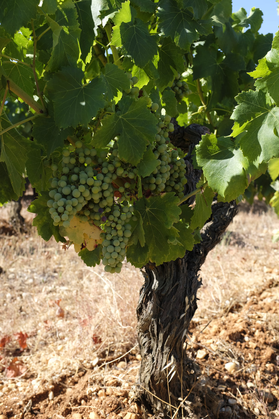 Domaine de Bebian