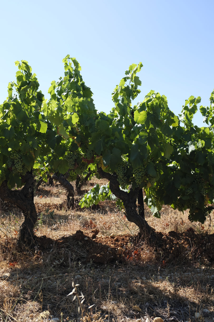 Domaine de Bebian