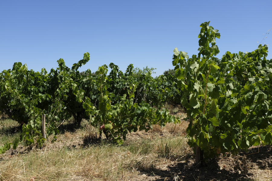 Domaine de la Goguette