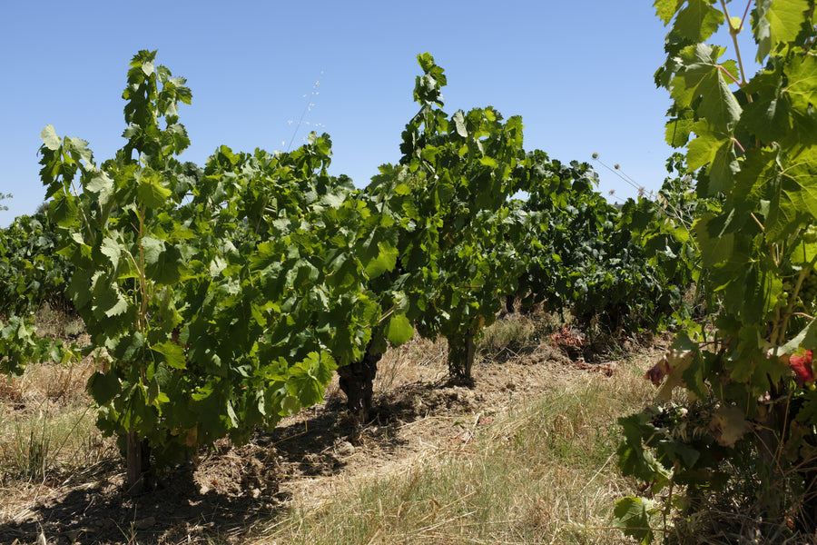 Domaine de la Goguette