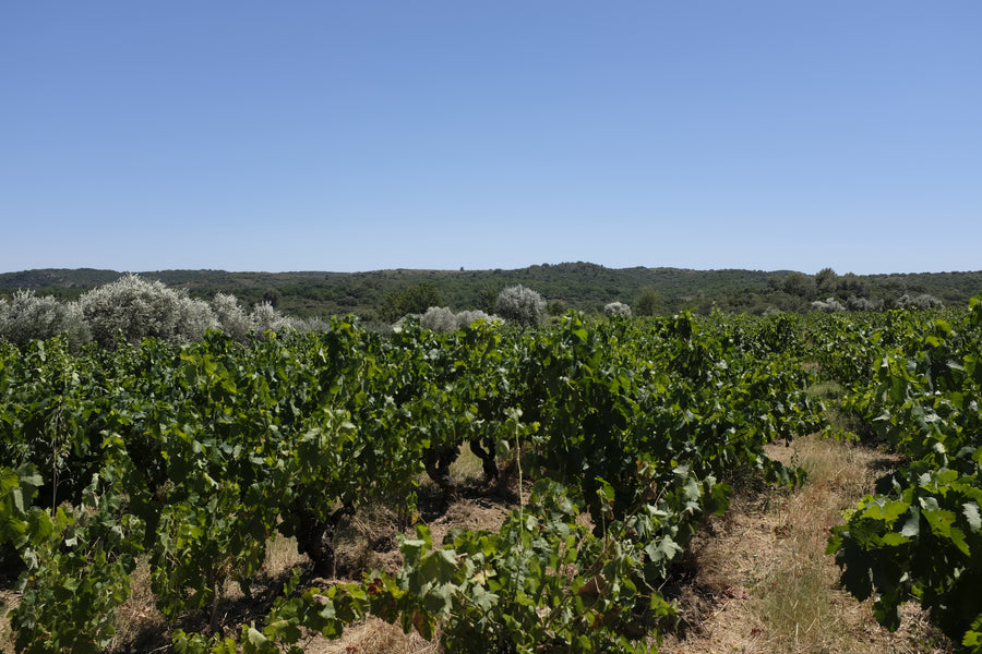 Domaine de la Goguette