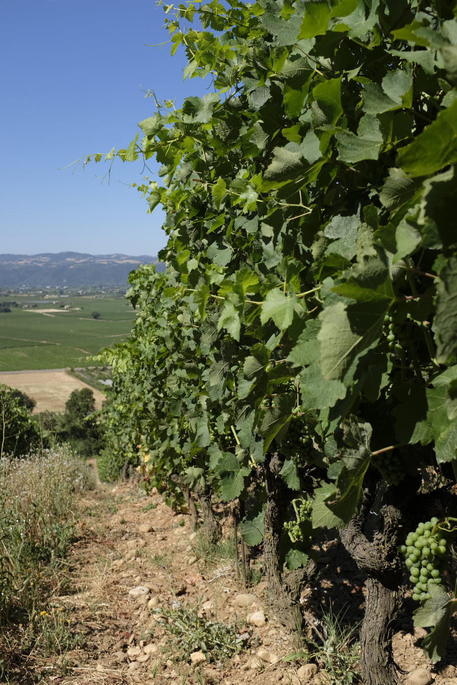 Domaine des Entrefaux