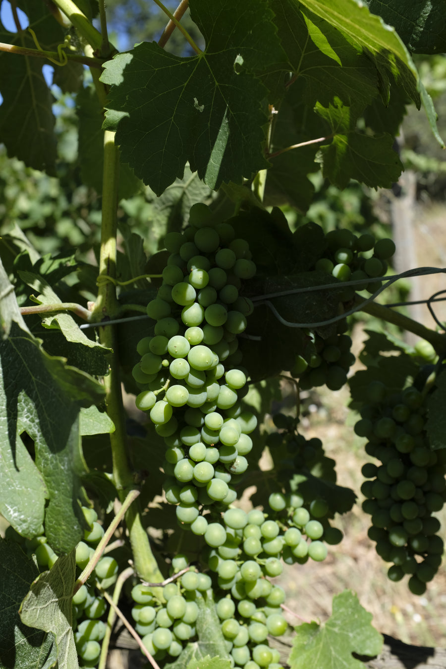 Domaine des Entrefaux