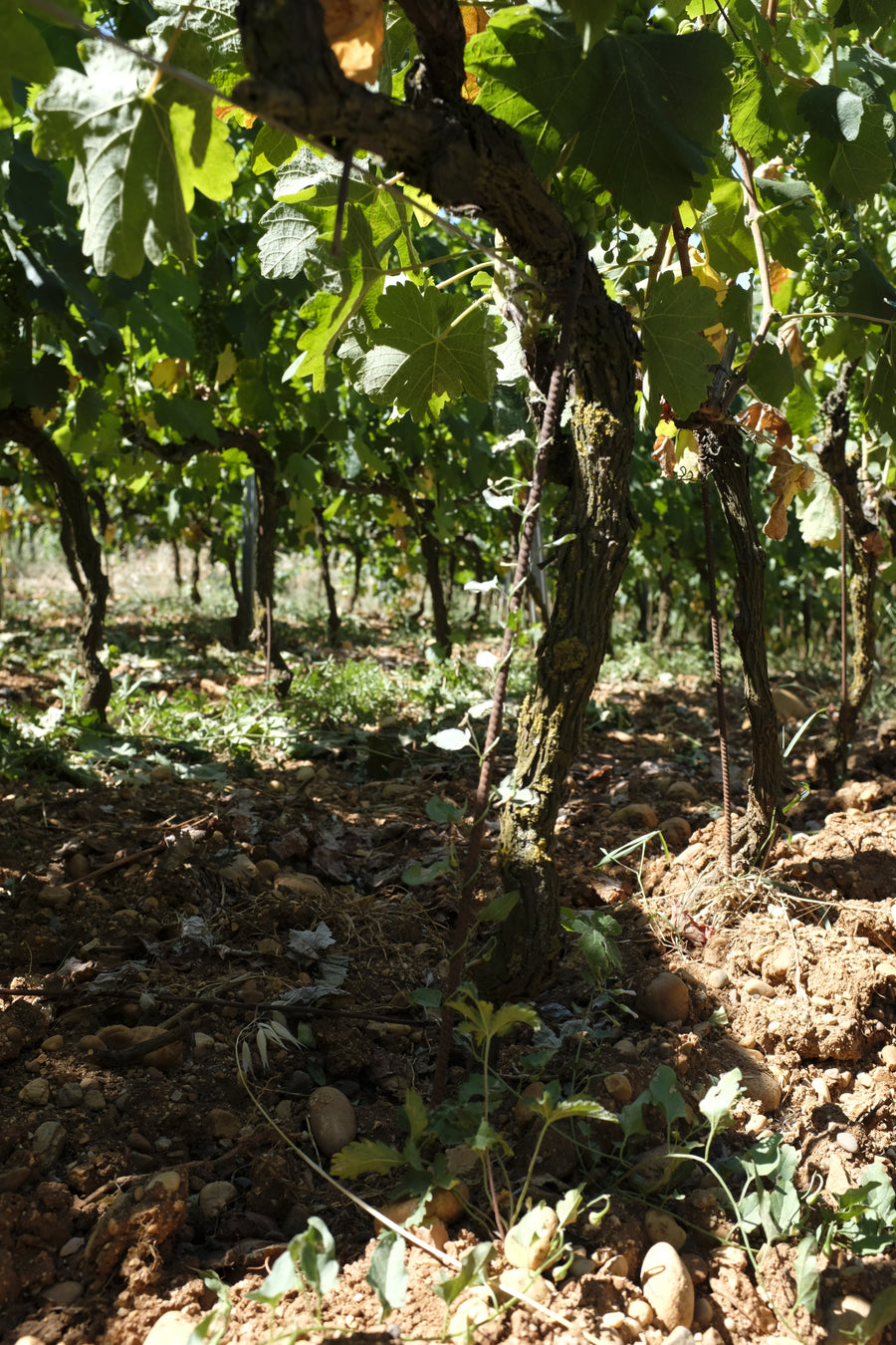 Domaine des Entrefaux