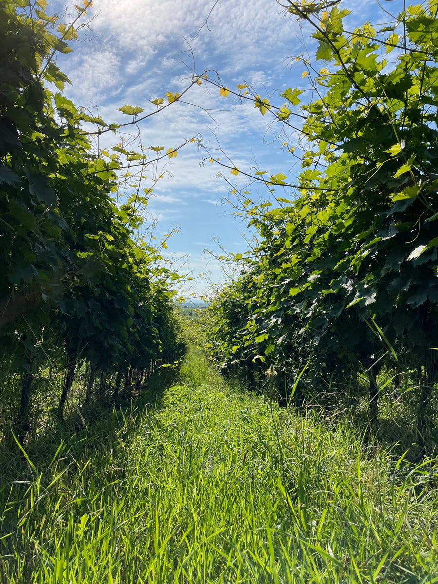 Domaine Kleinknecht