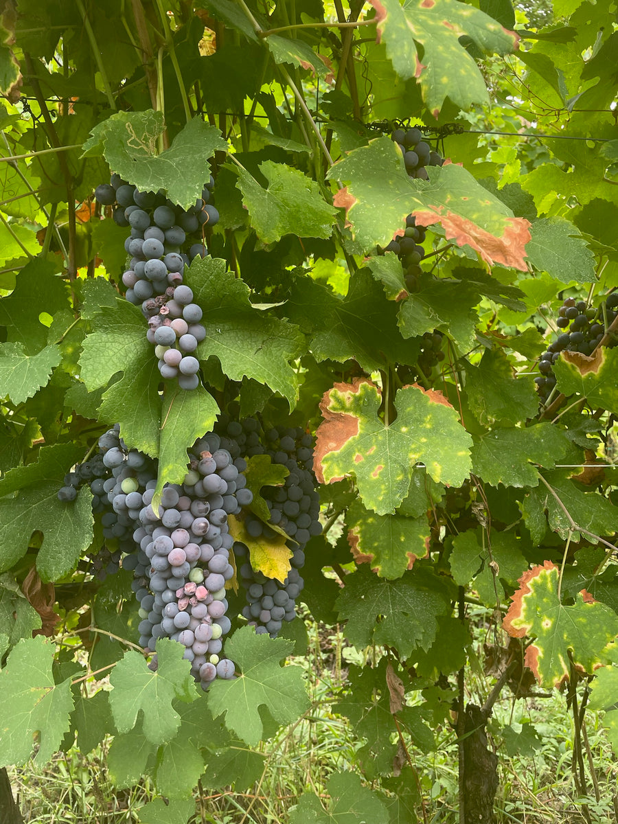 Azienda Agricola Ribote