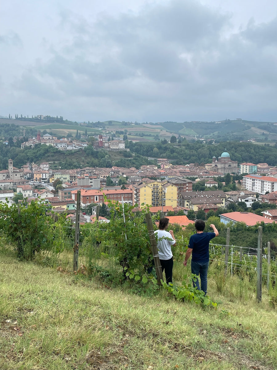 Azienda Agricola Ribote