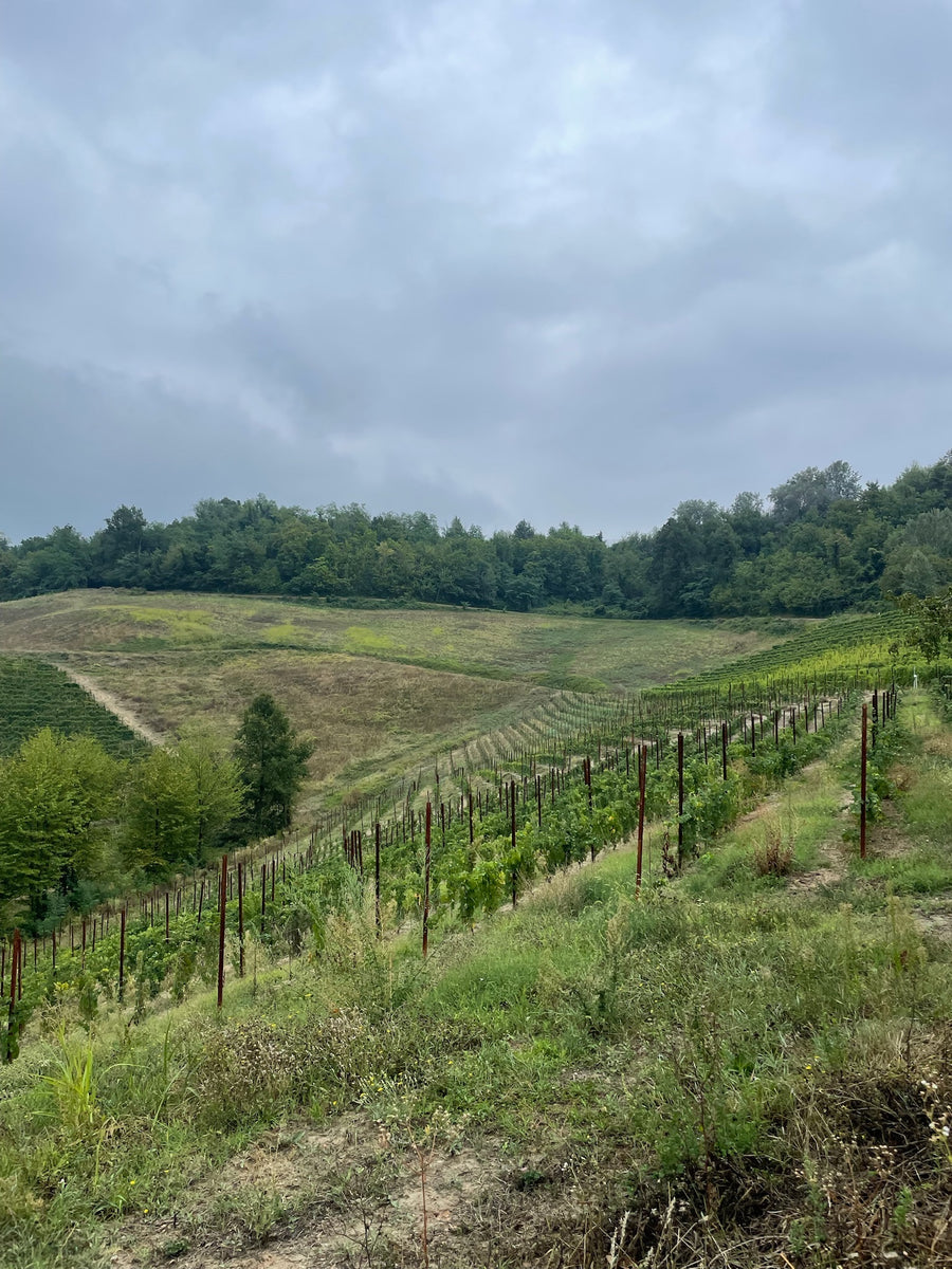 Azienda Agricola Ribote