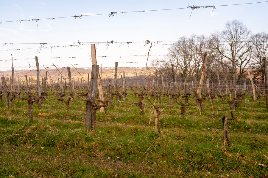 Clos Larrouyat