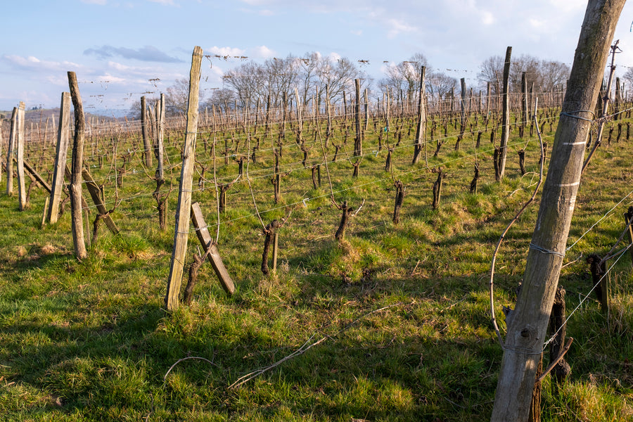 Clos Larrouyat